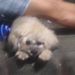 Romel